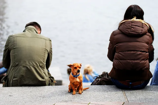 Why Are There People Who Don't Like Dogs? 6 Reasons to Understand