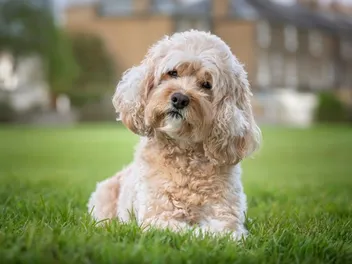Why Do Dogs Tilt Their Heads? 4 Vet-Verified Reasons