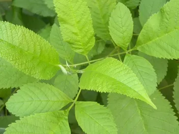 Is Slippery Elm Good for Dogs With Pancreatitis? Our Vet Explains