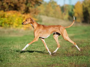 Azawakh Dog Breed: Info, Pictures, Facts, & Traits