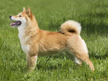 How Aggressive Are Shiba Inus? Vet-Verified Temperament & Personality Traits