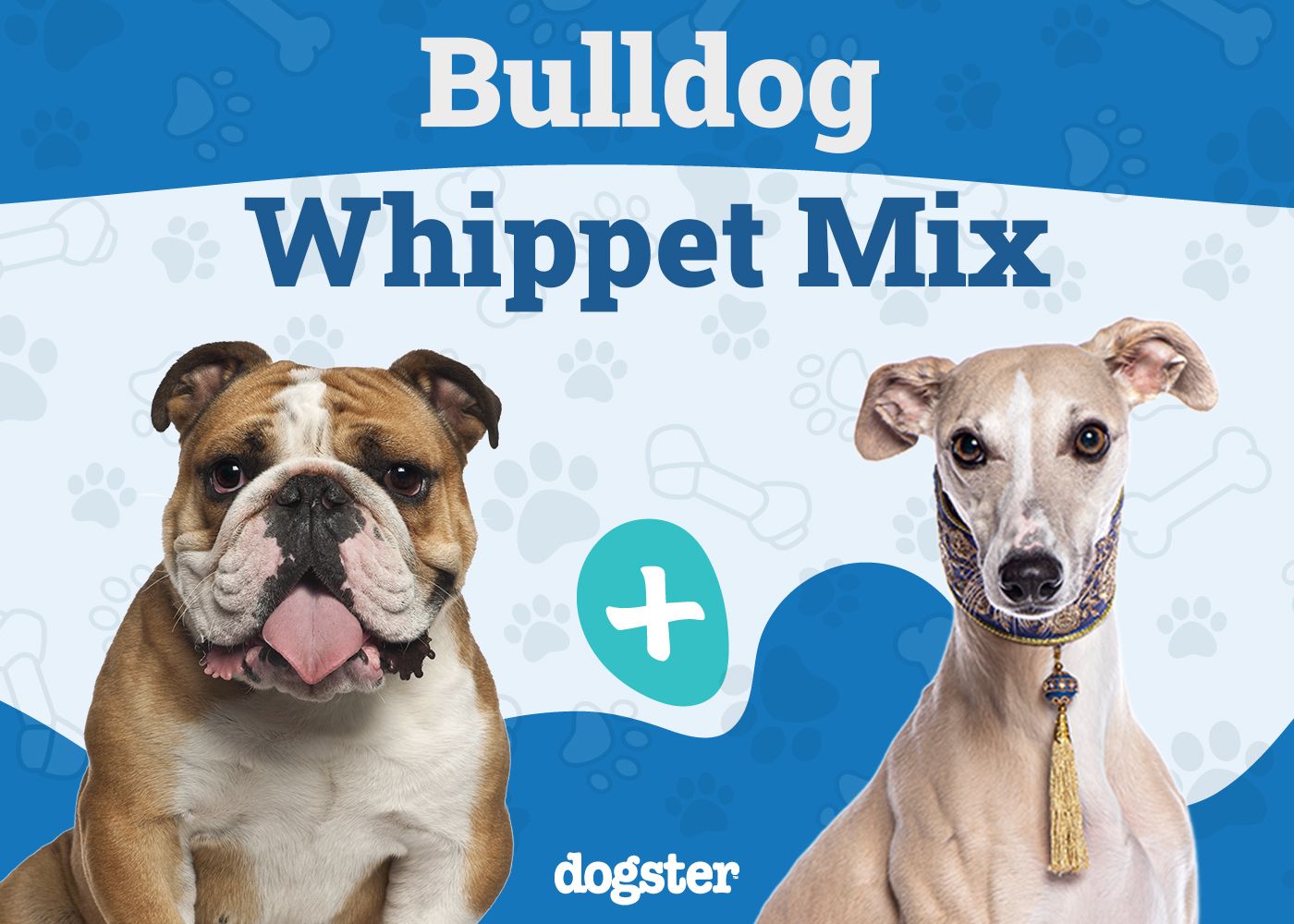 Bull Boxer - Bulldog Boxer Mix