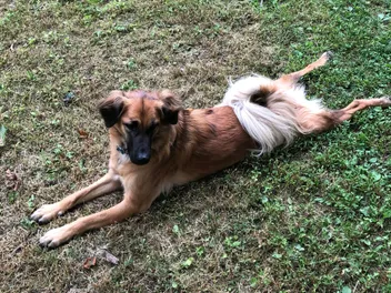 Weird Quirks My Dogs Have: Splooting, Digging & More