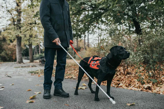 10 Types of Service Dogs & What They Do: Vet-Verified Info (With Pictures)
