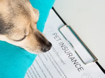 $1 Billion in Pet Insurance Claims - Can You Afford Not to Be Insured?