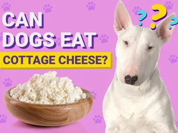 Can Dogs Eat Cottage Cheese? Vet-Verified Nutrition Facts & Safety Guide