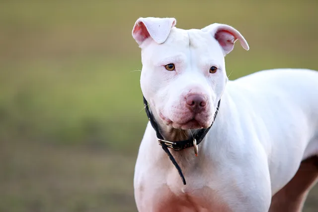 10 Types of Pit Bull Bloodlines (With Pictures)