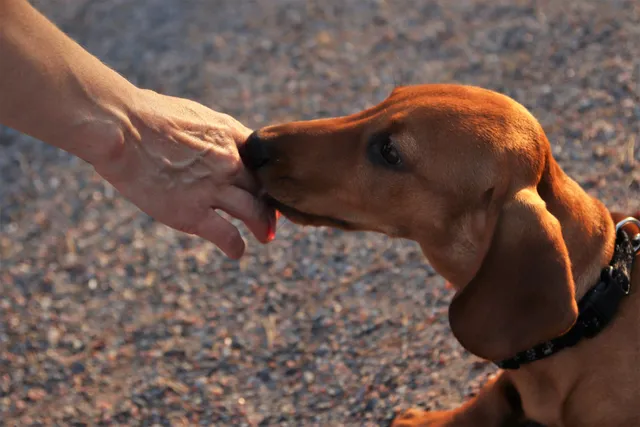 Can Dogs Smell STDs? Vet-Verified Facts & FAQ