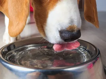 8 Best Dog Dental Water Additives in 2026 - Reviews & Top Picks