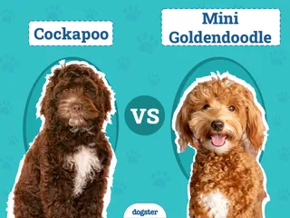 Cockapoo vs Mini Goldendoodle: The Differences (With Pictures)