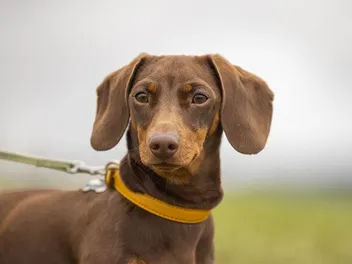 Chocolate Dachshund: Info, Pictures, Origin & History