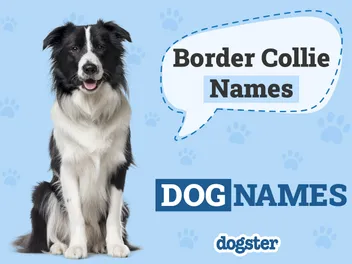 150+ Border Collie Names: Traditional & Unique Ideas for Males & Females