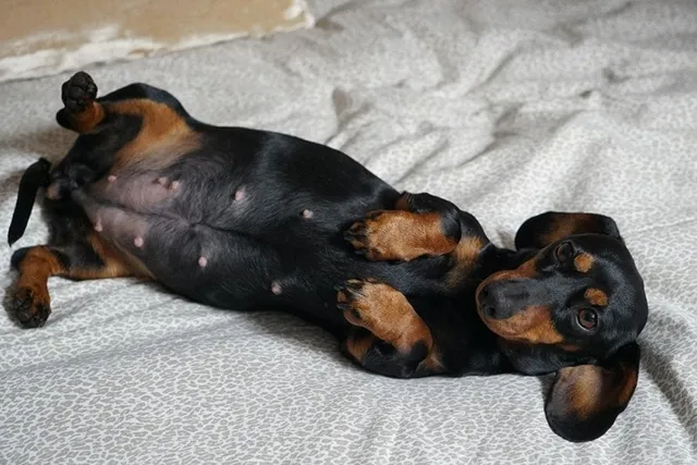 What to Feed a Pregnant Dog: First, Second & Third Trimesters (Vet-Approved Guide)