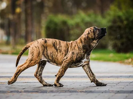 Fila Brasileiro
