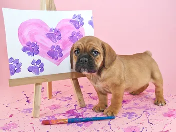 How to Teach Your Dog to Paint: A Vet-Approved Step-by-Step Guide