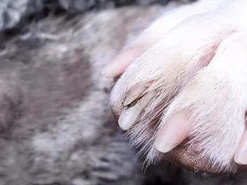 How to Treat Your Dog’s Broken Nail: Vet-Explained Step-By-Step Guide