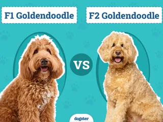 F1 vs. F2 Goldendoodle: The Differences (With Pictures)