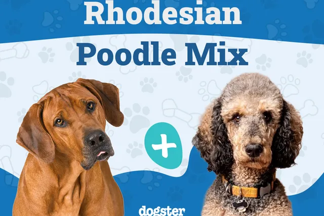 Rhodesian Poodle Mixed Dog Breed: Info, Pictures, Care & More