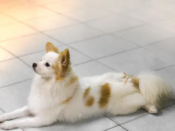 Shiranian (Shih-Tzu & Pomeranian Mix) Dog Breed: Info, Pictures, Care & More