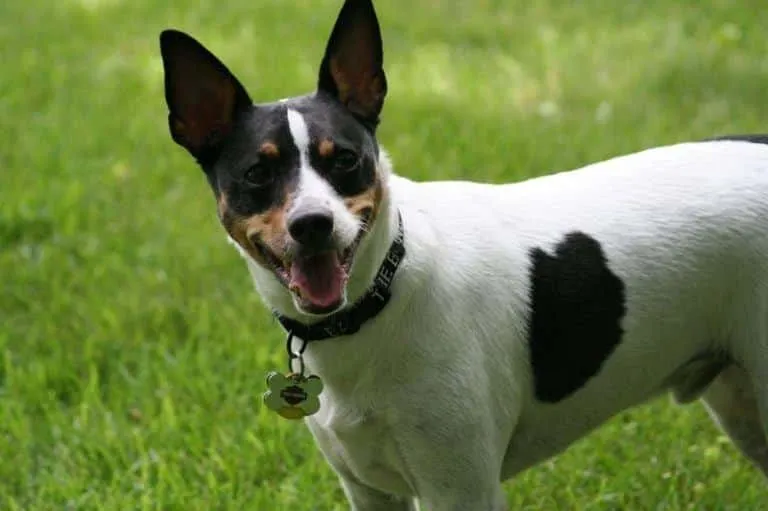 tricolor smooth fox terrier