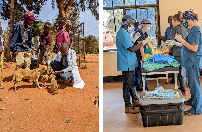 Local dogs get a check up. Providing much needed surgery.