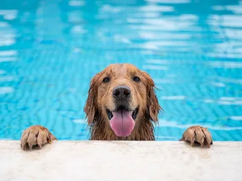 How to Teach a Dog to Swim: 5 Vet-Approved Tips & Safety Guide