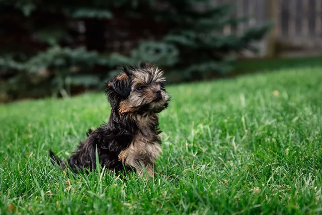 Teacup Morkie (Yorkshire Terrier & Maltese Mix): Info, Pictures, Care & More