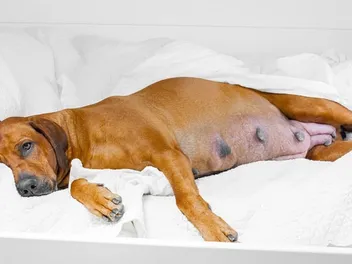 How Long Are Dogs Pregnant? Vet-Reviewed Gestation Period