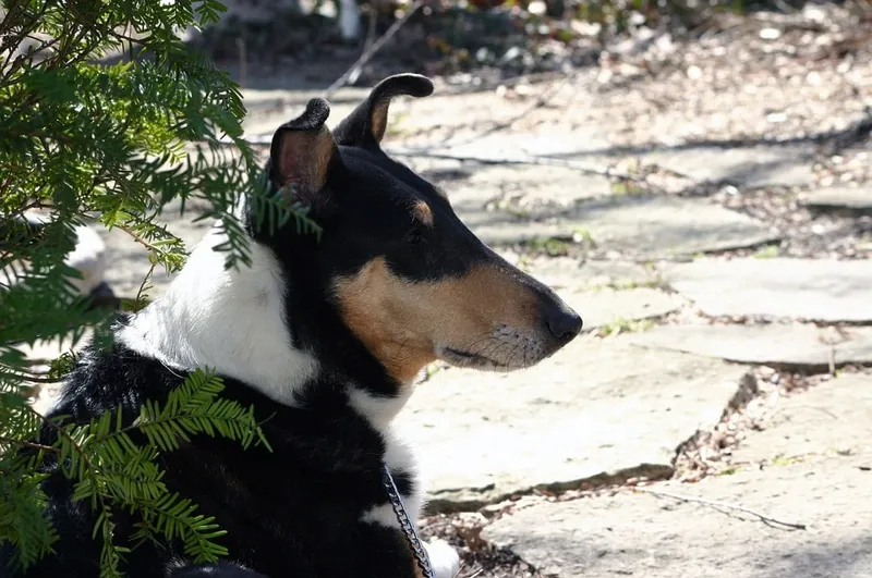 Smooth Collie