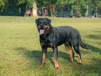 Are Rottweilers Smart? Vet-Reviewed Canine Intelligence