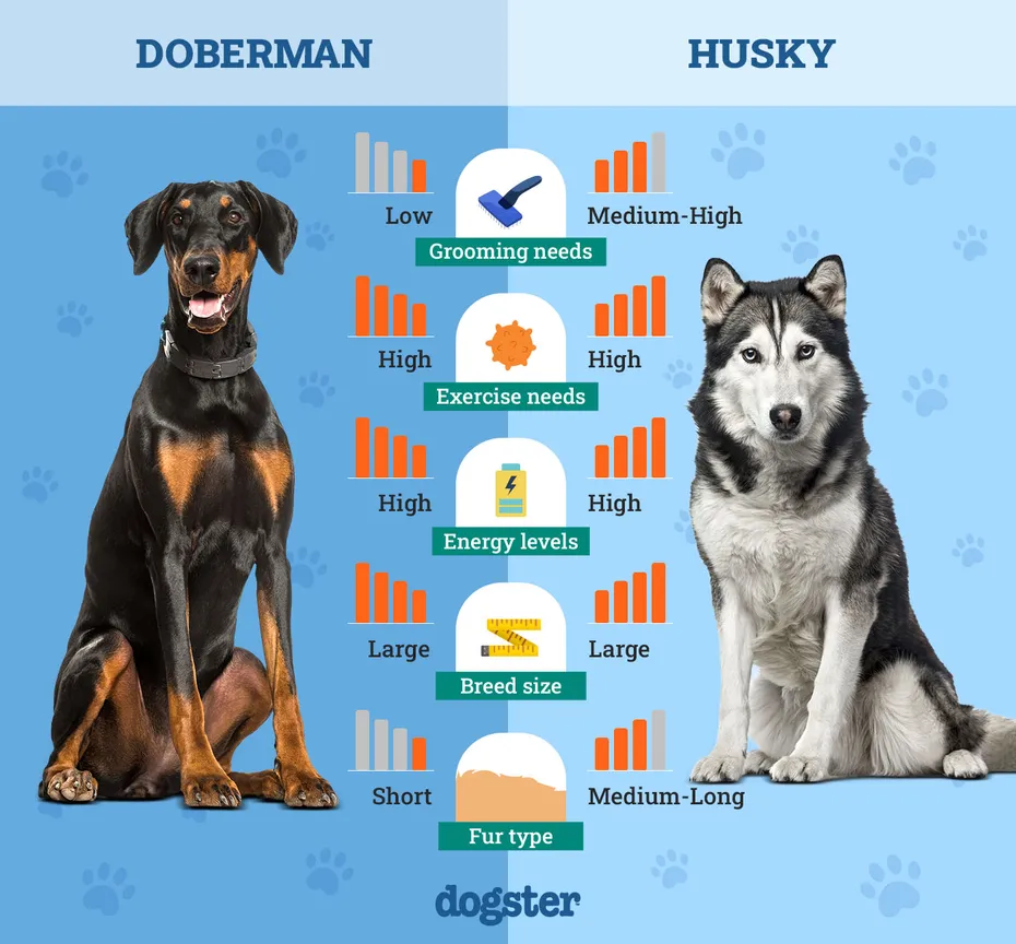 Dogster_Side by Side Comparison_ Doberman vs Husky