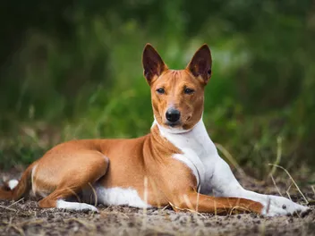 10 Healthiest Dog Breeds: Vet-Verified Info, Pictures & Wellness