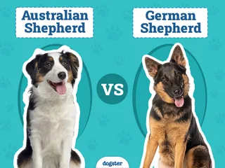 Australian Shepherd vs German Shepherd: The Differences (With Pictures)