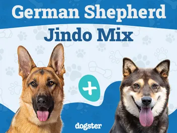German Shepherd Jindo Mix: Info, Pictures, Care & More