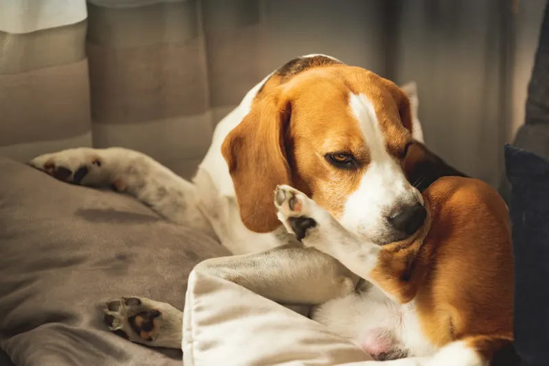 Beagle dog biting his itching skin on legs