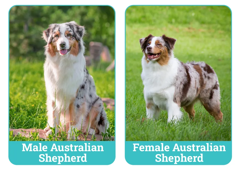 Male vs Female Australian Shepherds