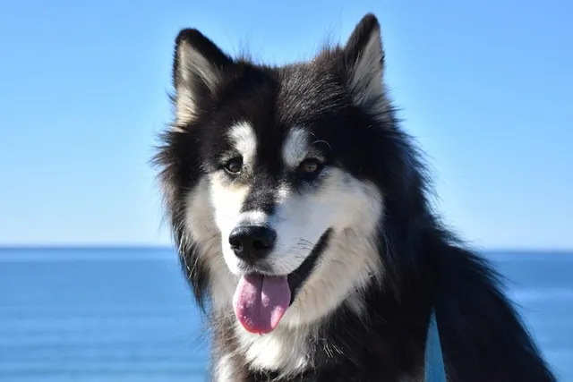 Alusky (Siberian Husky & Alaskan Malamute Mix): Info, Pictures & Care