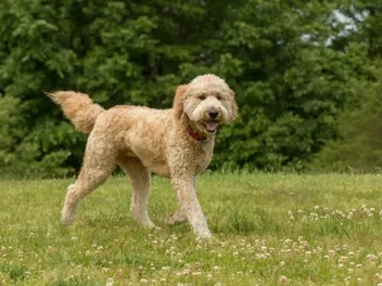 Goldendoodle Dog Breed: Info, Pictures, Traits & Care