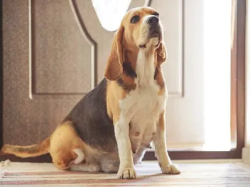 What Are the Vet Costs for a Pregnant Dog? 2026 Price Update