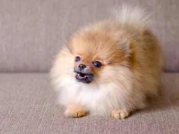 How to Stop a Puppy From Barking: 5 Vet-Approved Ways