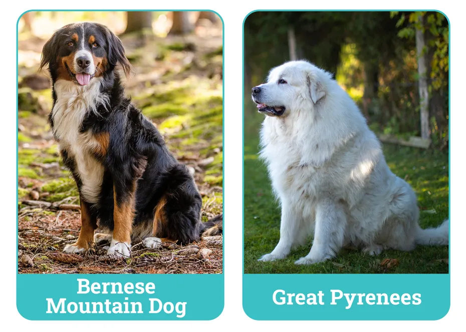 Bernese Mountain Dog vs Great Pyrenees