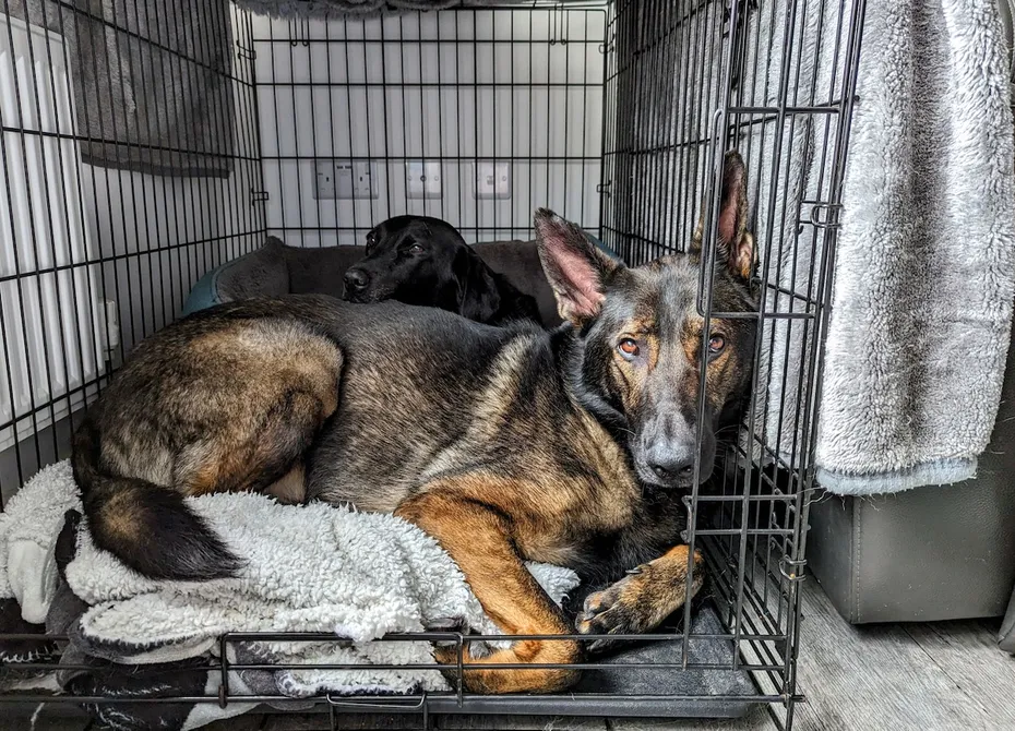 Room for two! Poppy likes to sneak into Kodah's crate for some peace and quiet.