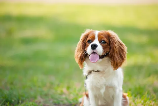 Not All Small Dogs Are Clingy! These 10 Breeds Do Just Fine on Their Own