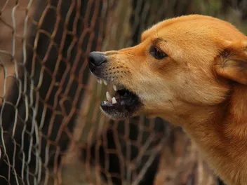 Stopping Aggressive Behavior in Dogs: Vet-Verified Tips