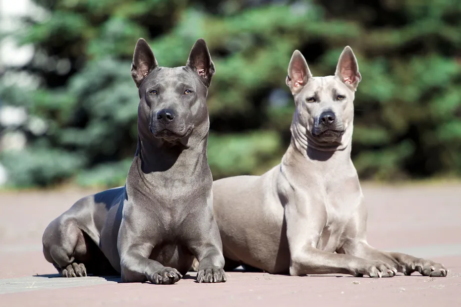 Two Thai Ridgeback dogs sitting on the floor