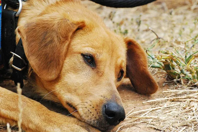 13 Signs Your Dog Is Stressed, Depressed, or Sad (Vet Answer)