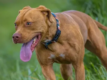 Vizsla Pitbull Mix: Info, Pictures, Temperament & More