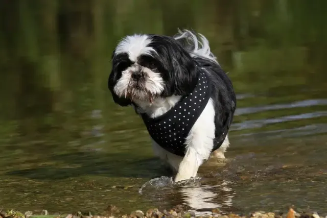 Can a Shih Tzu Swim? Dog Stamina & Strength Explained (Vet-Reviewed)