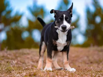 McNab Dog: Breed Info, Pictures, Facts & Traits