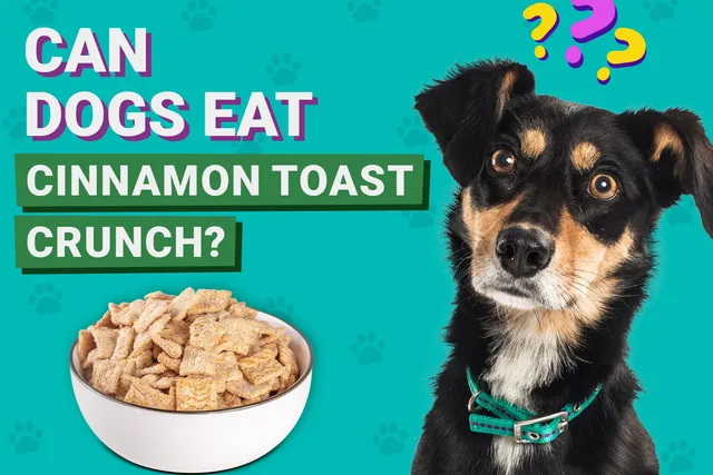 Can Dogs Eat Cinnamon Toast Crunch? Vet-Verified Nutrition Facts & FAQ
